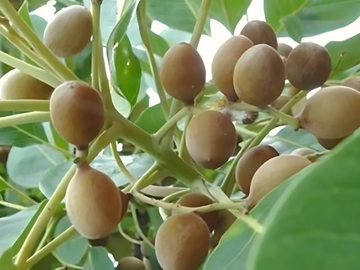 Baheda Powder : Ancient Wisdom, Modern Health Benefits and Versatile Uses