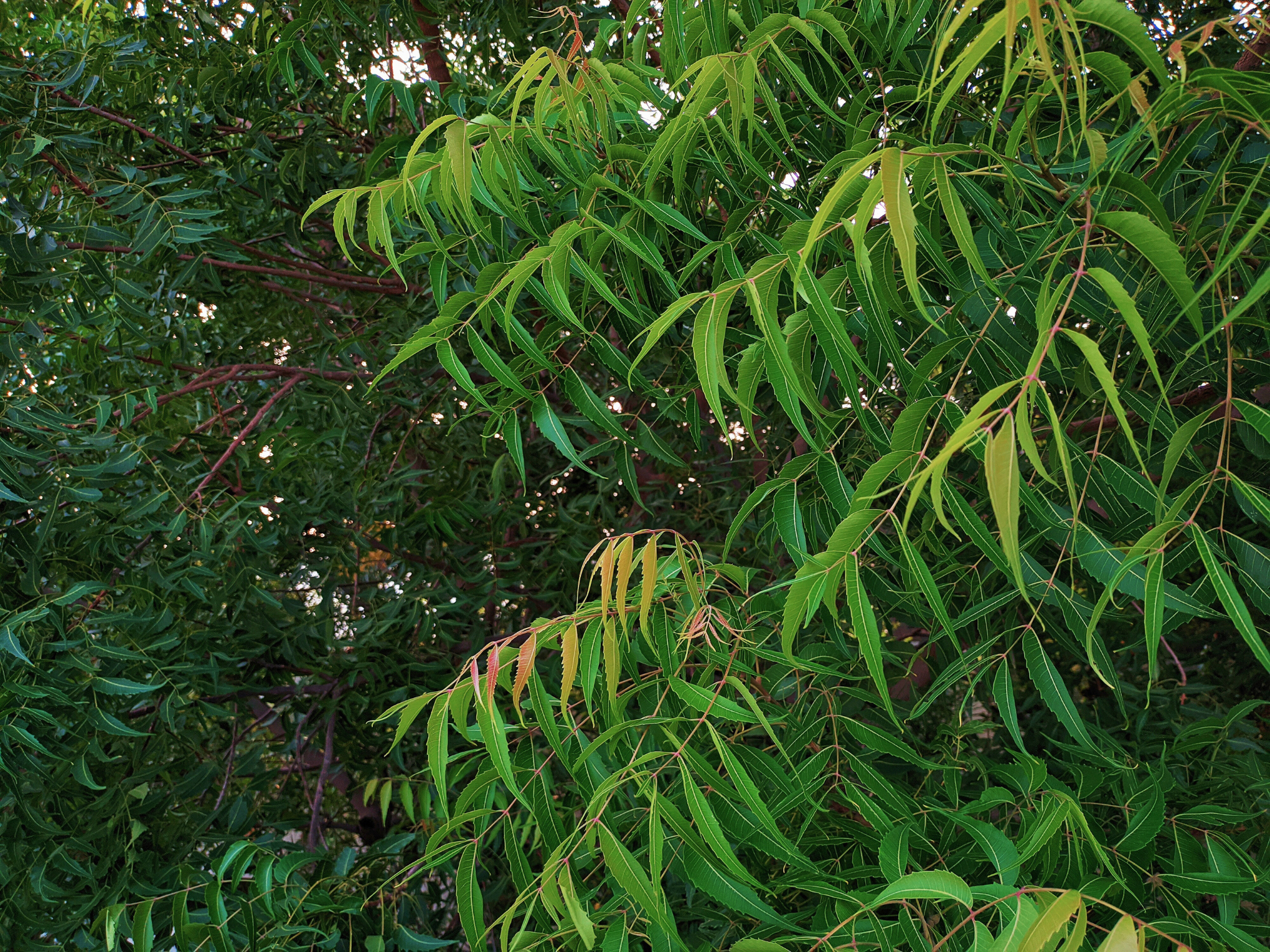 Neem Leaf Powder Beyond Beauty : Understanding Its Deep Connection with Health