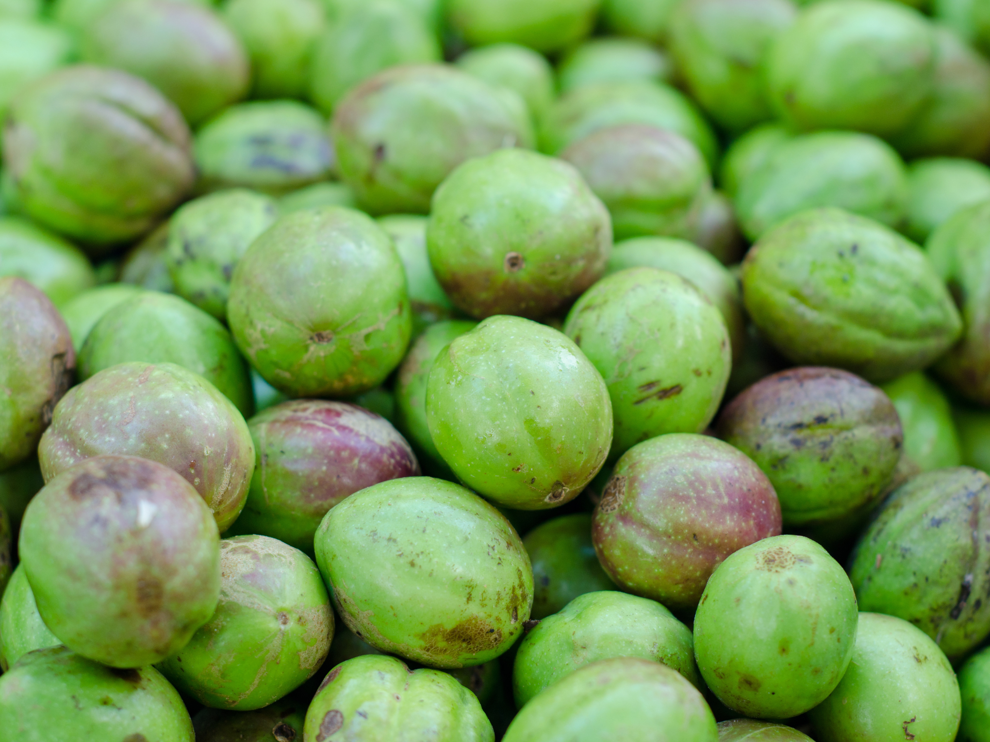 Harad Powder : An Ancient Treasure for Modern Health and Beauty