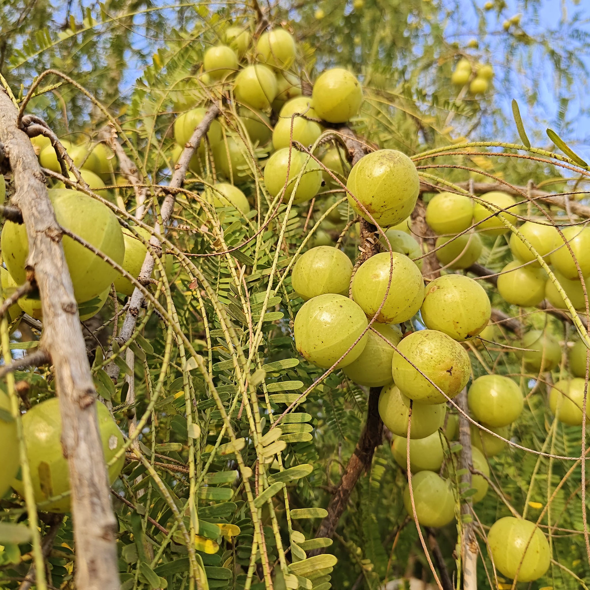 The Timeless Power of Amla : A Complete Guide to Its Ancient and Modern Benefits