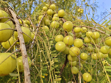 The Timeless Power of Amla : A Complete Guide to Its Ancient and Modern Benefits